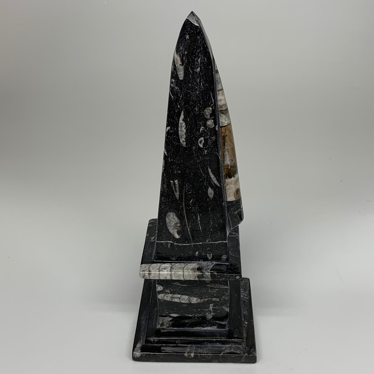 9.75" x 3.6" Black Fossils Orthoceras Tower Marble @Morocco, B8704