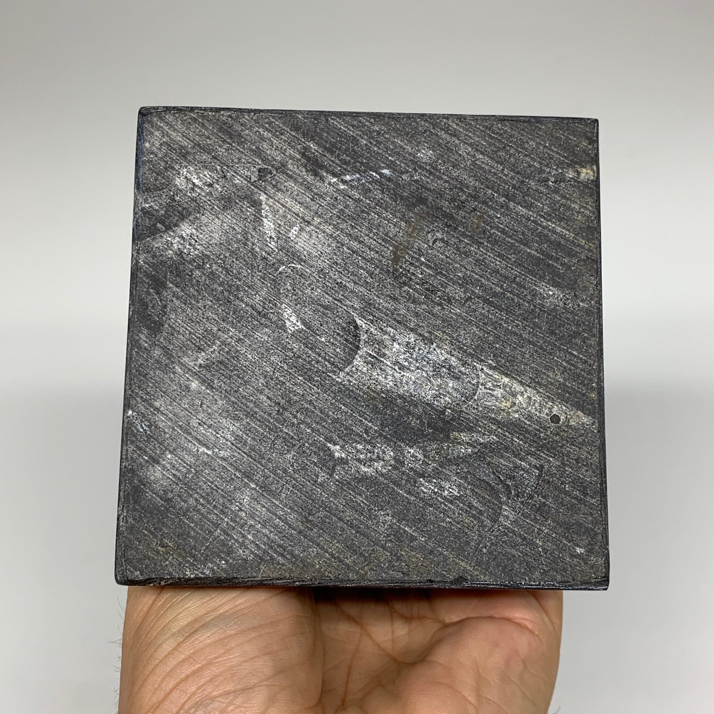 9.75" x 3.6" Black Fossils Orthoceras Tower Marble @Morocco, B8704