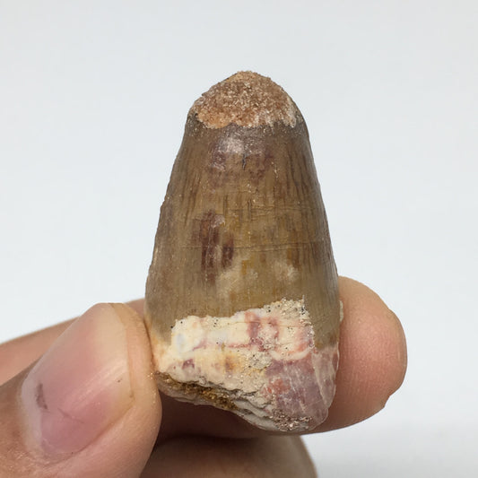 10.1g,1.4"X 0.8"x 0.8" Rare Natural Small Fossils Spinosaurus Tooth @Morocco,F18