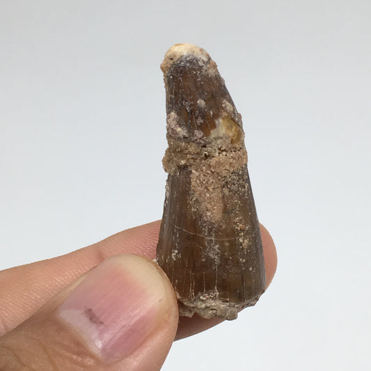 7.8g,1.5"X 0.7"x 0.6" Rare Natural Small Fossils Spinosaurus Tooth @Morocco,F186