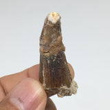 7.8g,1.5"X 0.7"x 0.6" Rare Natural Small Fossils Spinosaurus Tooth @Morocco,F186