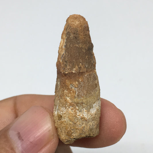 6.4g,1.5"X 0.6"x 0.5" Rare Natural Small Fossils Spinosaurus Tooth @Morocco,F195