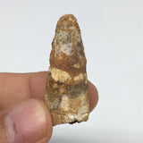 6.4g,1.5"X 0.6"x 0.5" Rare Natural Small Fossils Spinosaurus Tooth @Morocco,F195