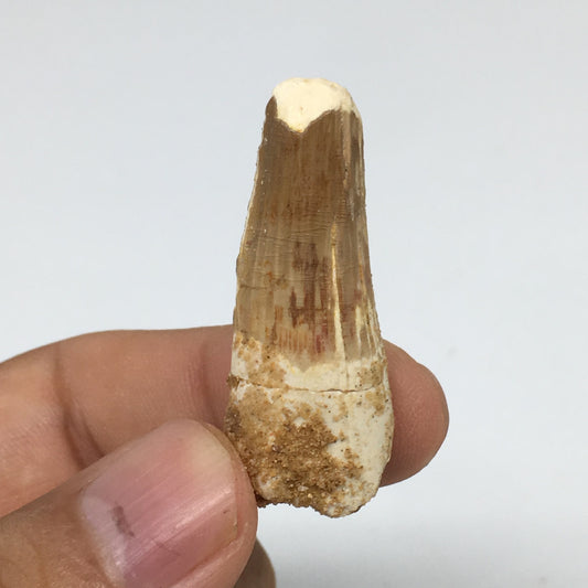 6g,1.5"X 0.6"x 0.5" Rare Natural Small Fossils Spinosaurus Tooth @Morocco,F197