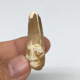 6g,1.5"X 0.6"x 0.5" Rare Natural Small Fossils Spinosaurus Tooth @Morocco,F197