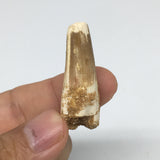 6g,1.5"X 0.6"x 0.5" Rare Natural Small Fossils Spinosaurus Tooth @Morocco,F197