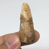 7.3g,1.6"X 0.7"x 0.5" Rare Natural Small Fossils Spinosaurus Tooth @Morocco,F201