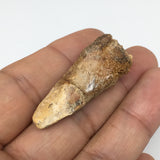 7.3g,1.6"X 0.7"x 0.5" Rare Natural Small Fossils Spinosaurus Tooth @Morocco,F201