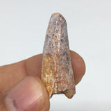 4.1g,1.2"X 0.5"x 0.5" Rare Natural Small Fossils Spinosaurus Tooth @Morocco,F202