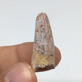 4.1g,1.2"X 0.5"x 0.5" Rare Natural Small Fossils Spinosaurus Tooth @Morocco,F202