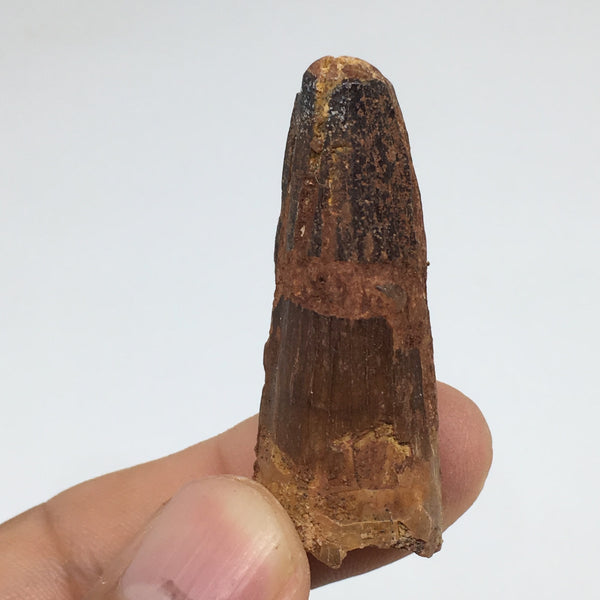10.4g,1.7"X 0.7"x 0.5" Rare Natural Small Fossils Spinosaurus Tooth @Morocco,F20