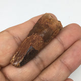 10.4g,1.7"X 0.7"x 0.5" Rare Natural Small Fossils Spinosaurus Tooth @Morocco,F20