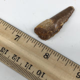 6.2g,1.5"X 0.6"x 0.5" Rare Natural Small Fossils Spinosaurus Tooth @Morocco,F205