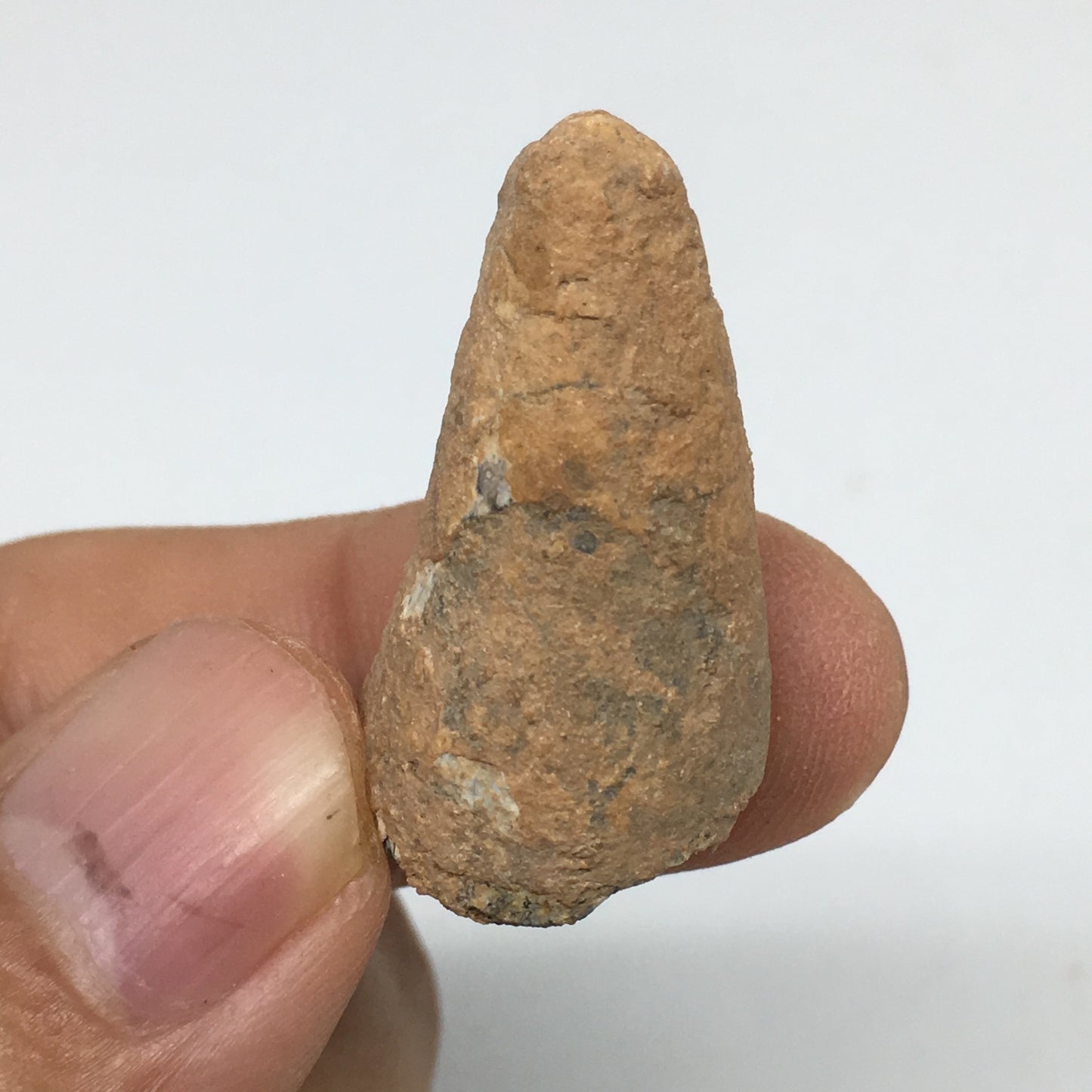 6.6g,1.2"X 0.7"x 0.6" Rare Natural Small Fossils Spinosaurus Tooth @Morocco,F206