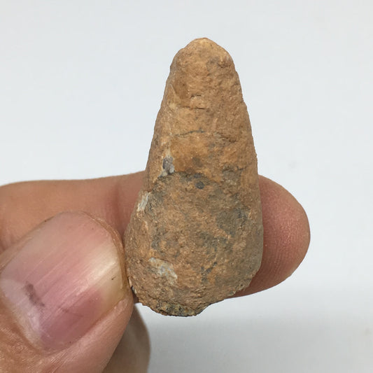 6.6g,1.2"X 0.7"x 0.6" Rare Natural Small Fossils Spinosaurus Tooth @Morocco,F206