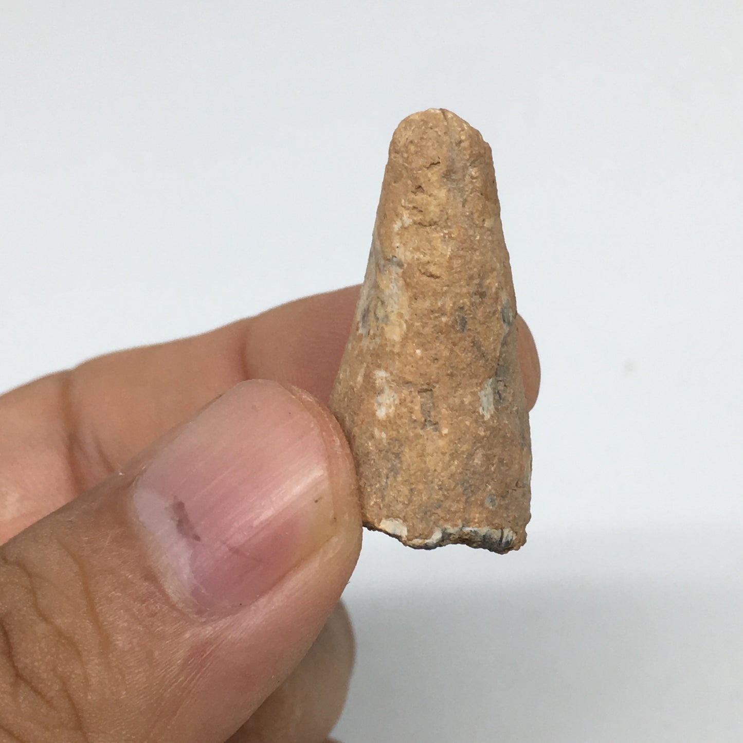 6.6g,1.2"X 0.7"x 0.6" Rare Natural Small Fossils Spinosaurus Tooth @Morocco,F206