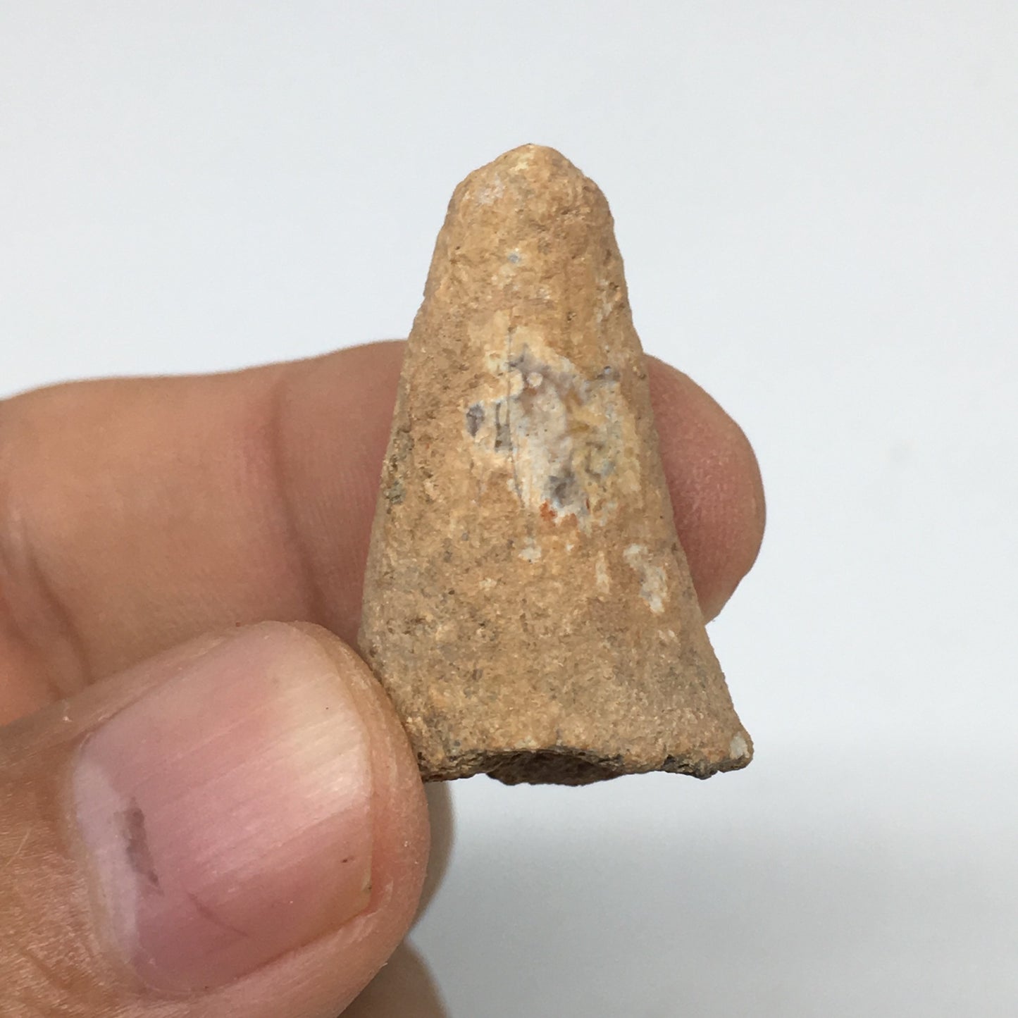 6.6g,1.2"X 0.7"x 0.6" Rare Natural Small Fossils Spinosaurus Tooth @Morocco,F206