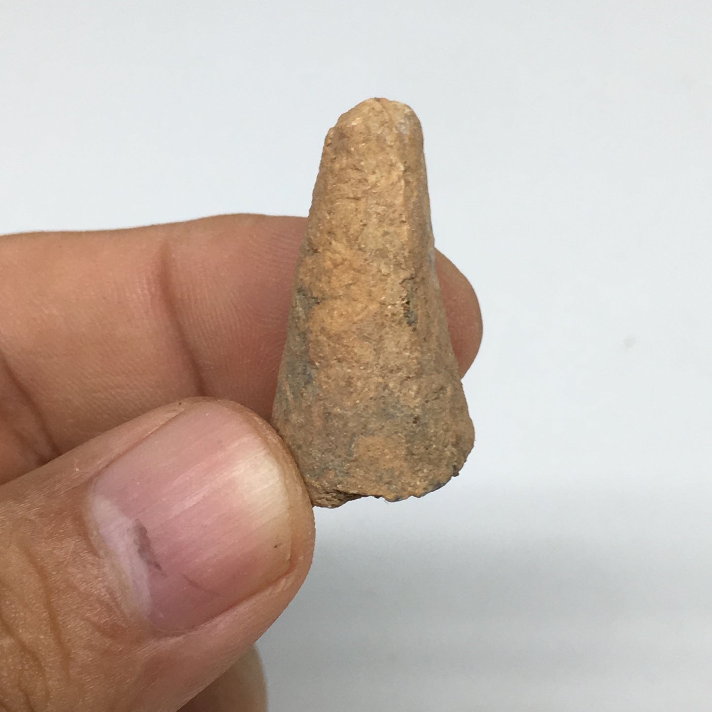 6.6g,1.2"X 0.7"x 0.6" Rare Natural Small Fossils Spinosaurus Tooth @Morocco,F206