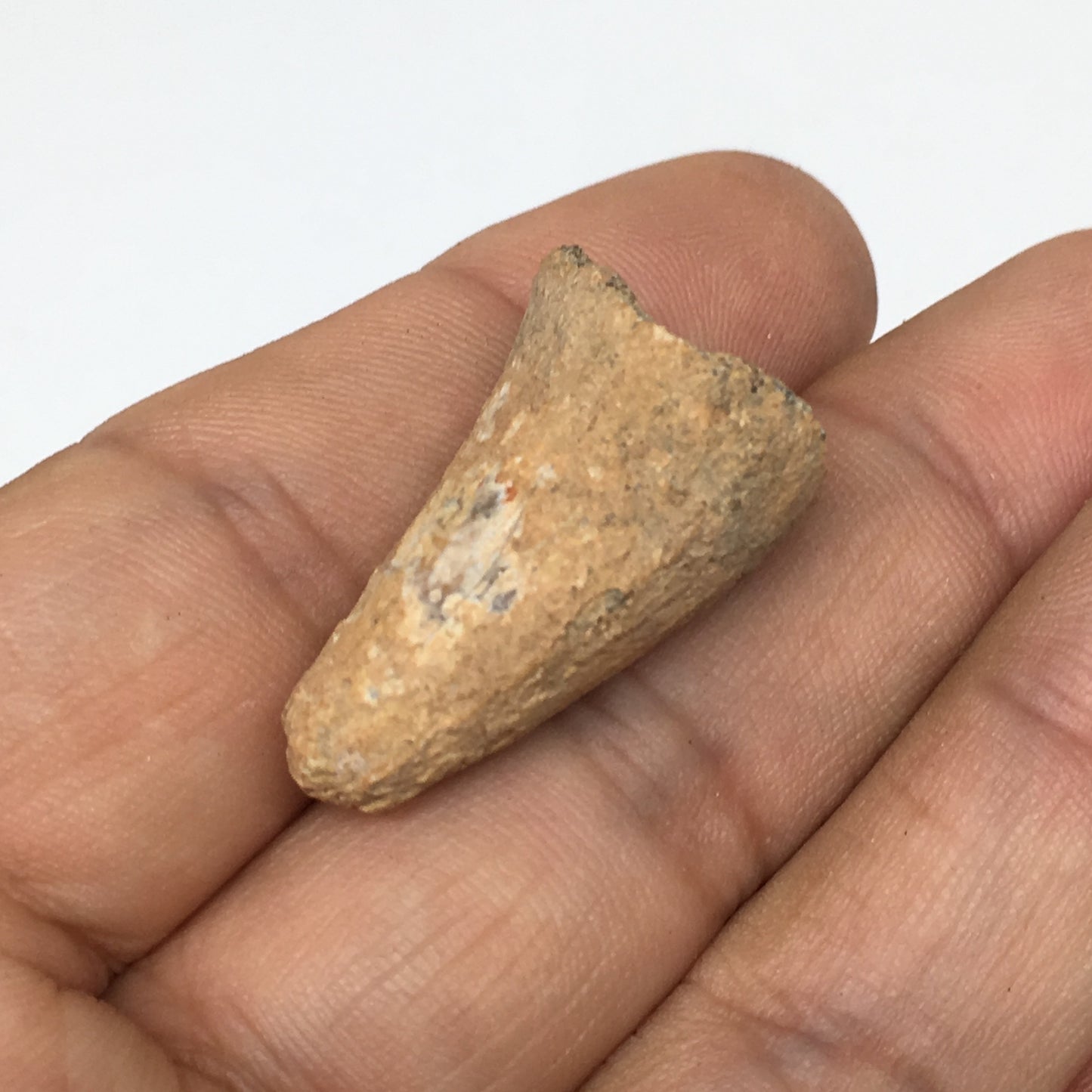 6.6g,1.2"X 0.7"x 0.6" Rare Natural Small Fossils Spinosaurus Tooth @Morocco,F206