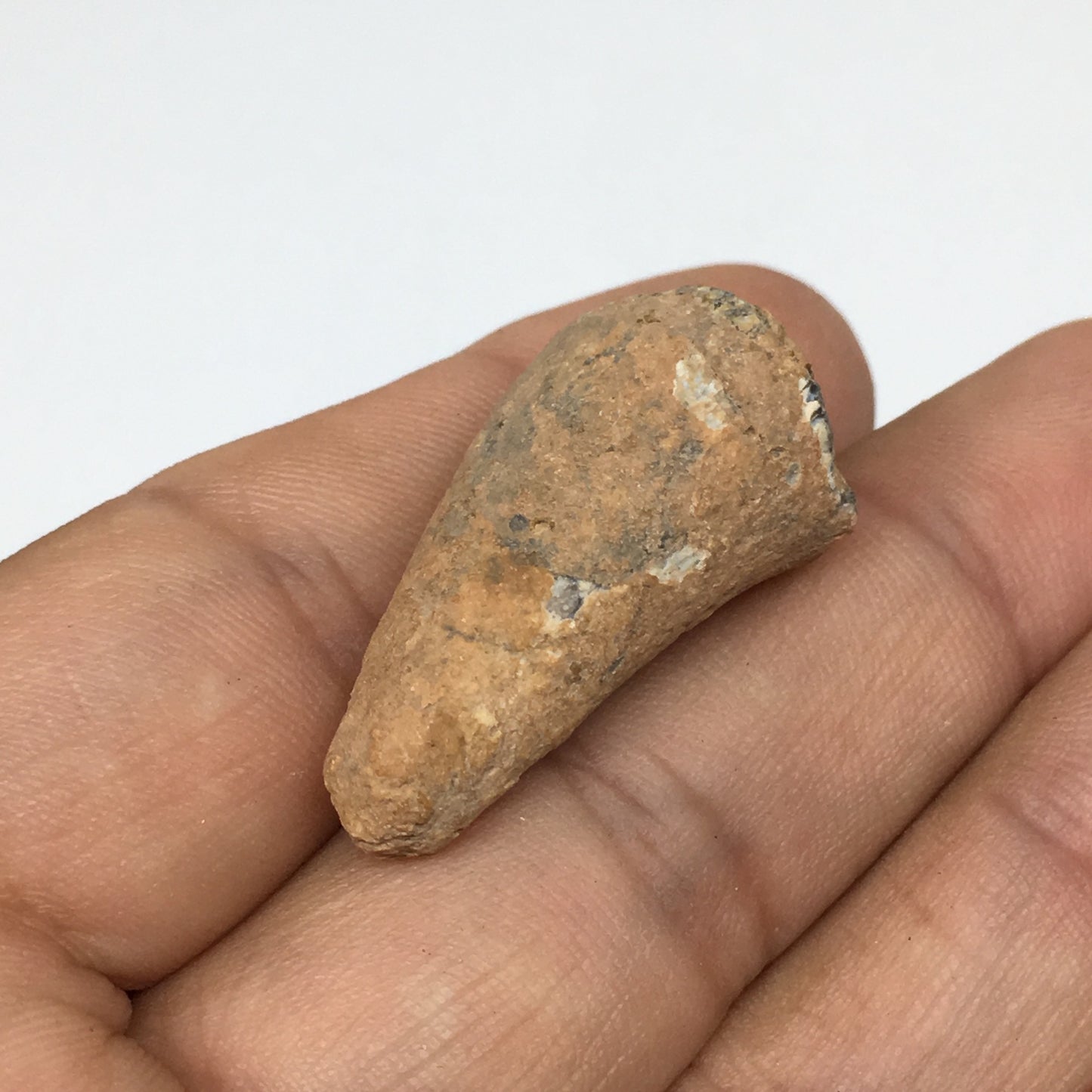 6.6g,1.2"X 0.7"x 0.6" Rare Natural Small Fossils Spinosaurus Tooth @Morocco,F206