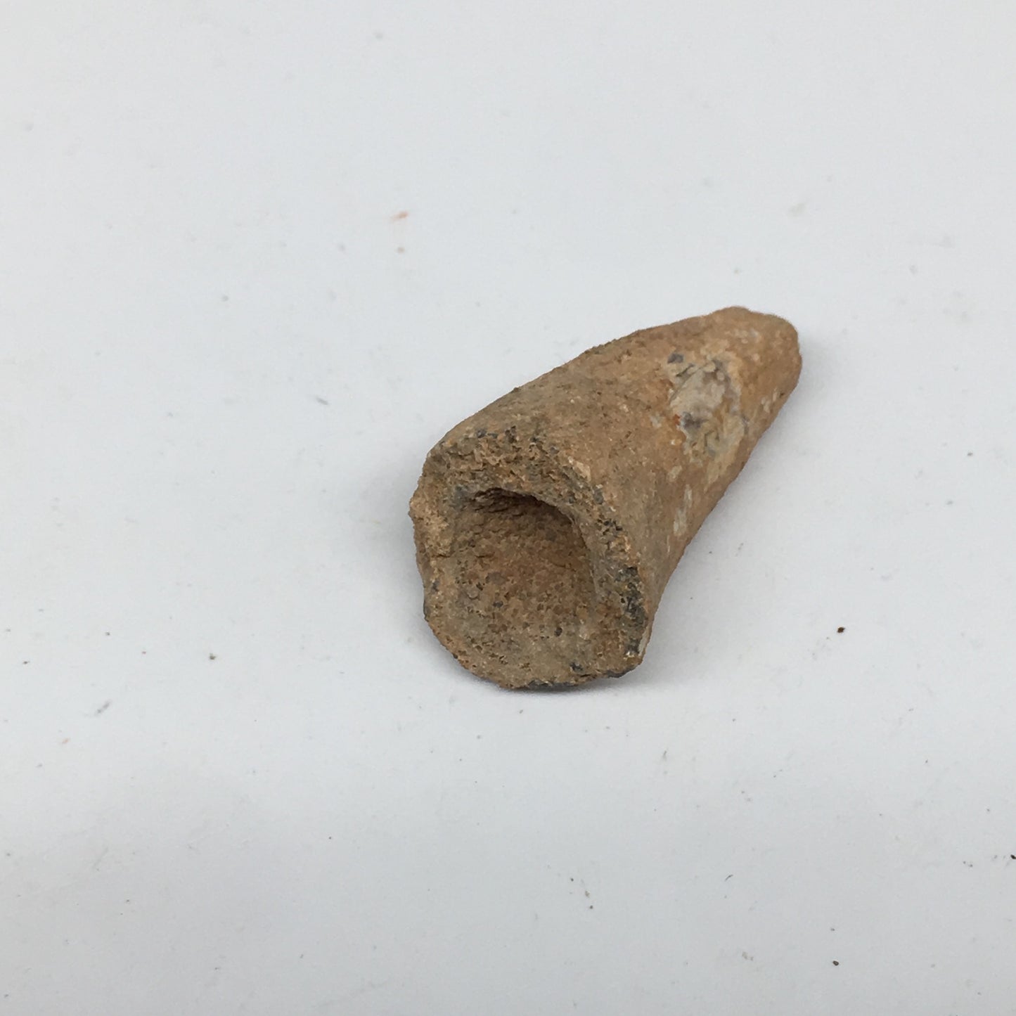 6.6g,1.2"X 0.7"x 0.6" Rare Natural Small Fossils Spinosaurus Tooth @Morocco,F206