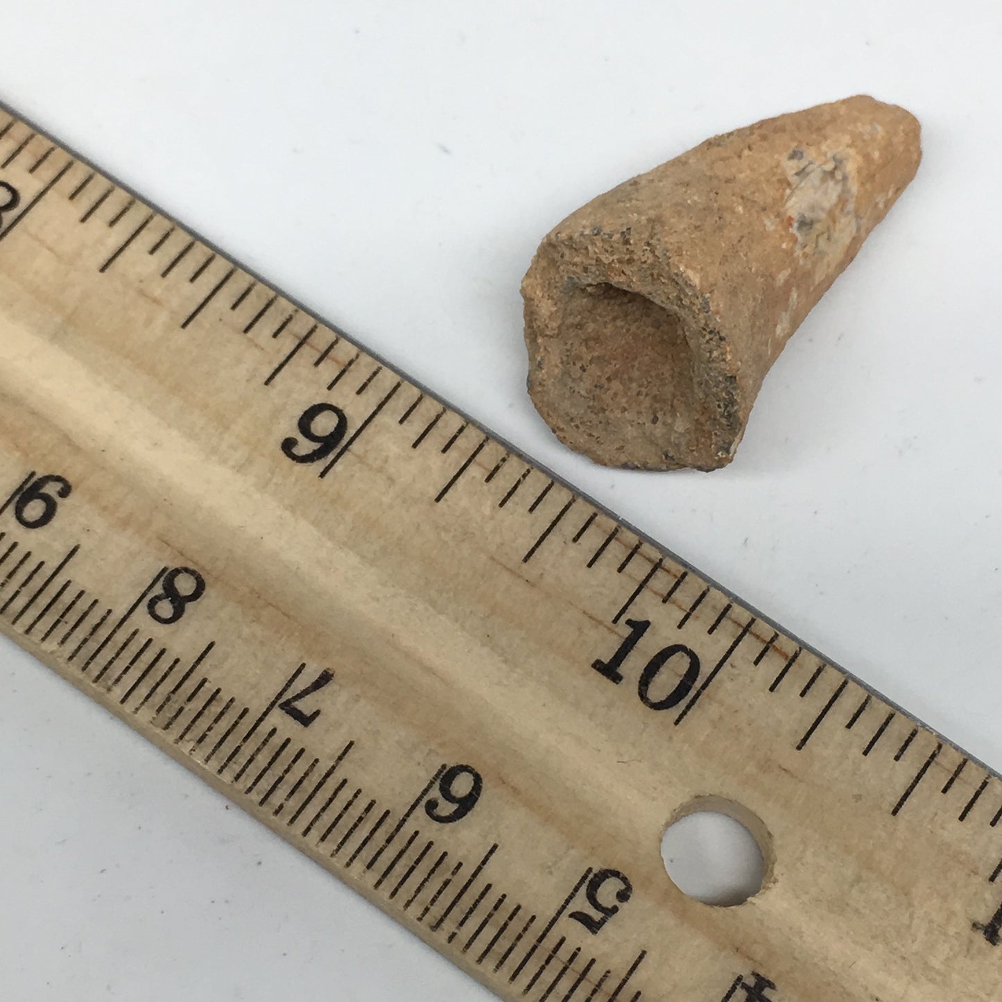 6.6g,1.2"X 0.7"x 0.6" Rare Natural Small Fossils Spinosaurus Tooth @Morocco,F206