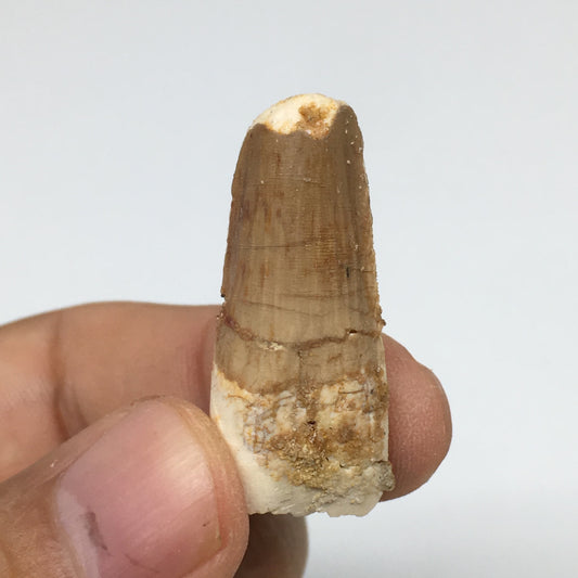 4.9g,1.3"X 0.6"x 0.4" Rare Natural Small Fossils Spinosaurus Tooth @Morocco,F208
