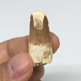 4.9g,1.3"X 0.6"x 0.4" Rare Natural Small Fossils Spinosaurus Tooth @Morocco,F208