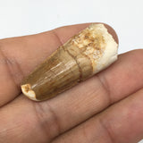 4.9g,1.3"X 0.6"x 0.4" Rare Natural Small Fossils Spinosaurus Tooth @Morocco,F208