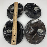 4pcs,6"x4.7"x4mm Small Oval Black Fossils Orthoceras Ammonite Bowls Dishes,F356