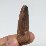 9.5g,1.8"X 0.7"x 0.5" Rare Natural Small Fossils Spinosaurus Tooth @Morocco,F212