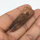 9.5g,1.8"X 0.7"x 0.5" Rare Natural Small Fossils Spinosaurus Tooth @Morocco,F212