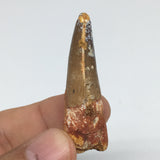 7.7g,1.8"X 0.6"x 0.5" Rare Natural Small Fossils Spinosaurus Tooth @Morocco,F213