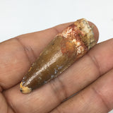 7.7g,1.8"X 0.6"x 0.5" Rare Natural Small Fossils Spinosaurus Tooth @Morocco,F213