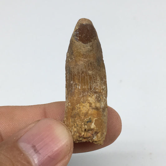 6.5g,1.5"X 0.6"x 0.5" Rare Natural Small Fossils Spinosaurus Tooth @Morocco,F214