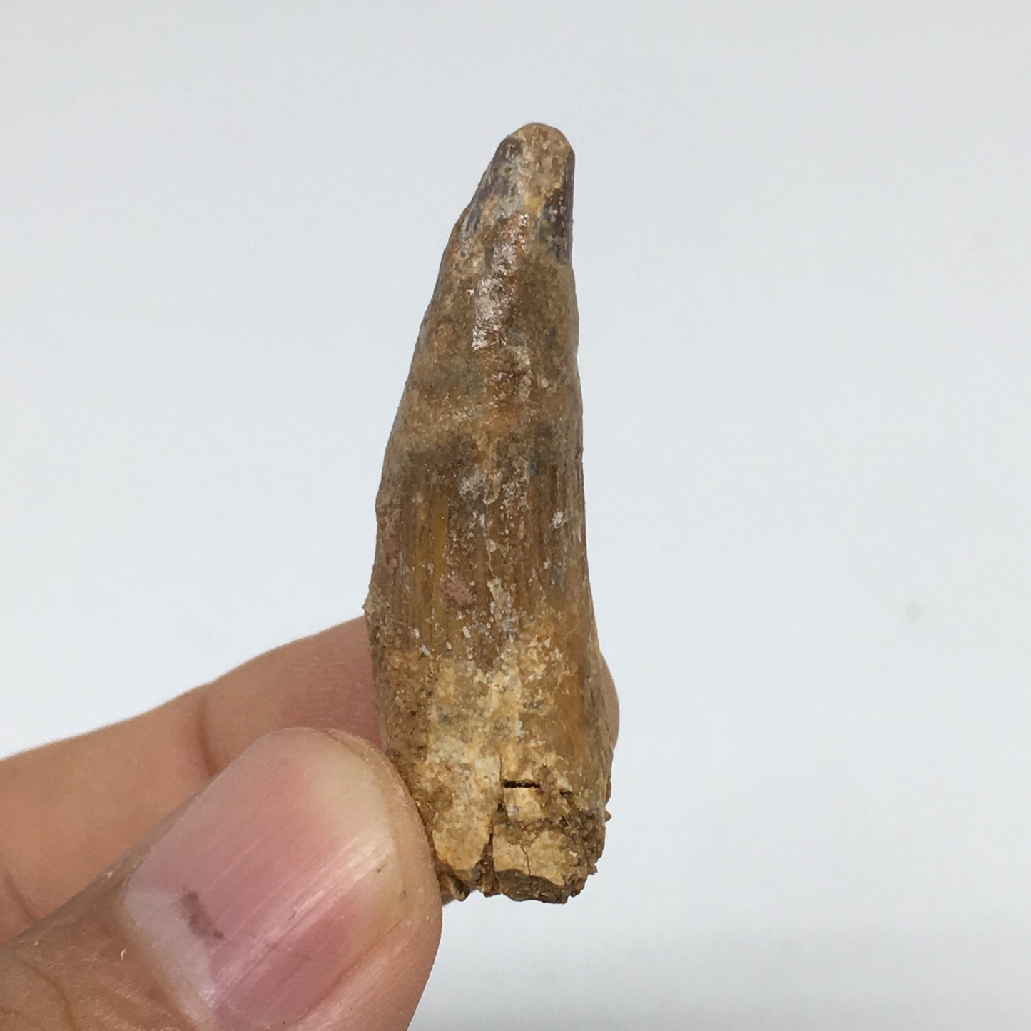 6.5g,1.5"X 0.6"x 0.5" Rare Natural Small Fossils Spinosaurus Tooth @Morocco,F214
