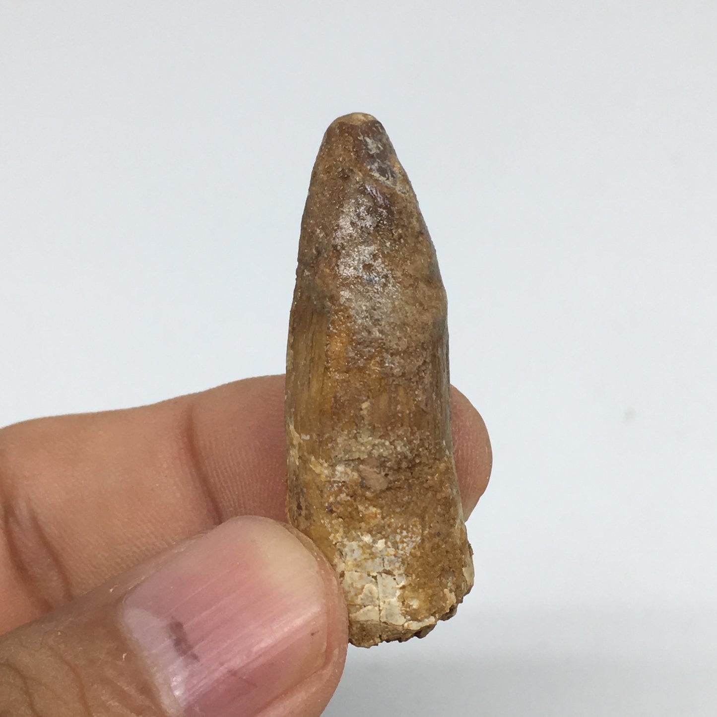 6.5g,1.5"X 0.6"x 0.5" Rare Natural Small Fossils Spinosaurus Tooth @Morocco,F214