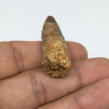 6.5g,1.5"X 0.6"x 0.5" Rare Natural Small Fossils Spinosaurus Tooth @Morocco,F214
