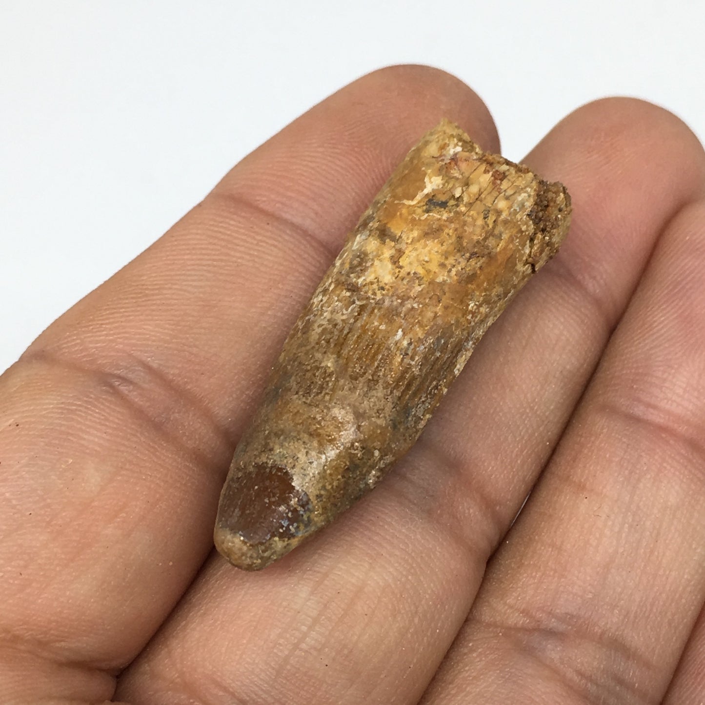 6.5g,1.5"X 0.6"x 0.5" Rare Natural Small Fossils Spinosaurus Tooth @Morocco,F214