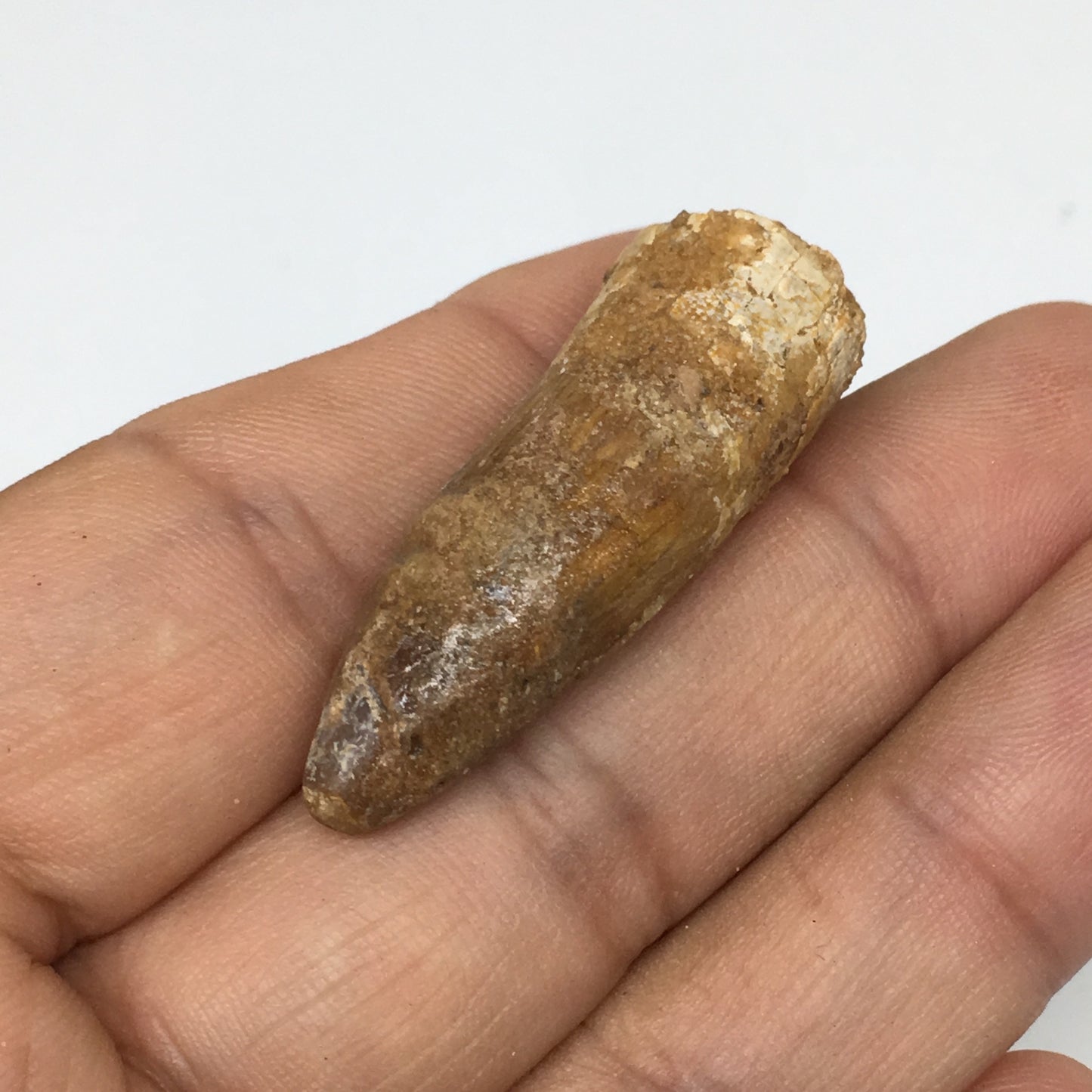 6.5g,1.5"X 0.6"x 0.5" Rare Natural Small Fossils Spinosaurus Tooth @Morocco,F214