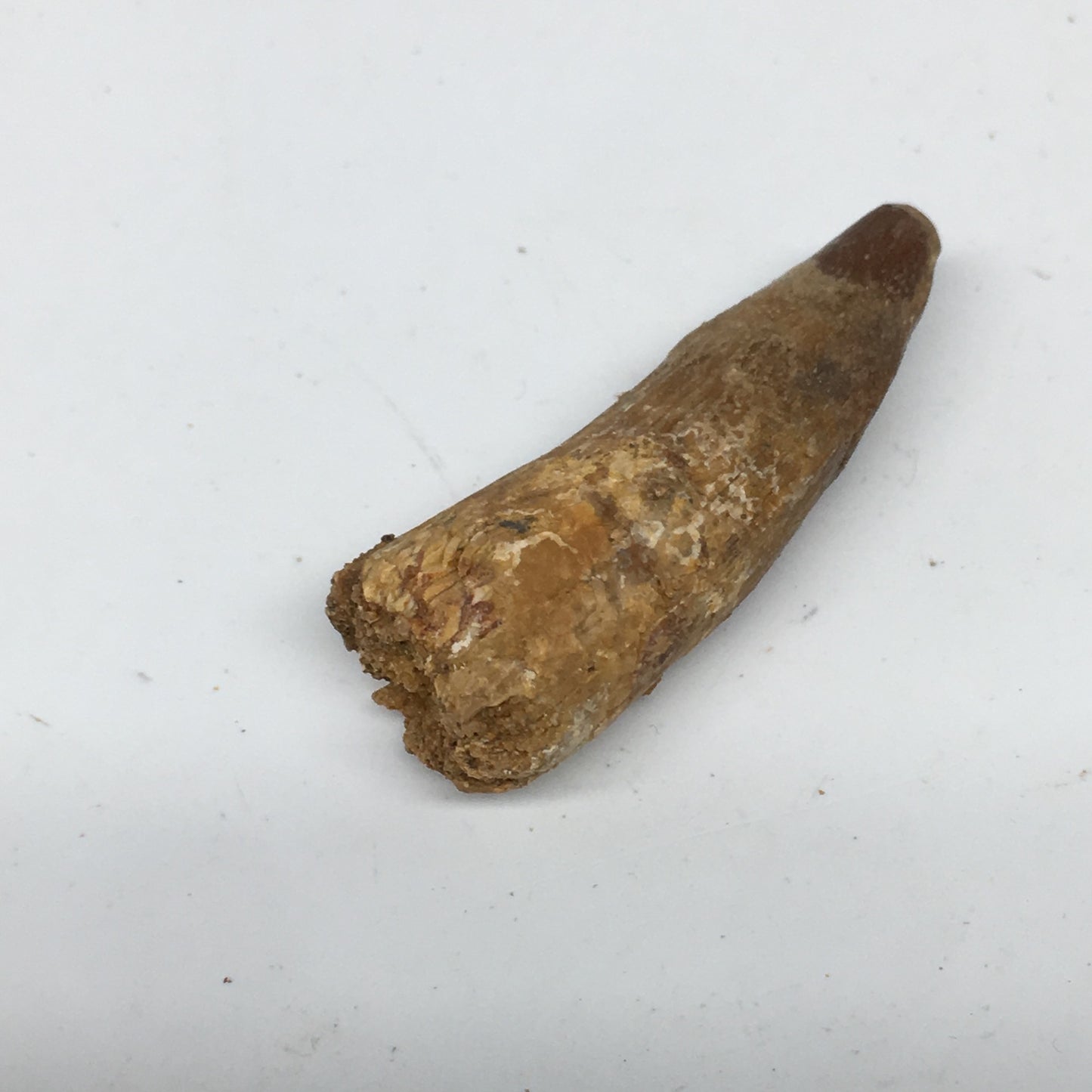 6.5g,1.5"X 0.6"x 0.5" Rare Natural Small Fossils Spinosaurus Tooth @Morocco,F214