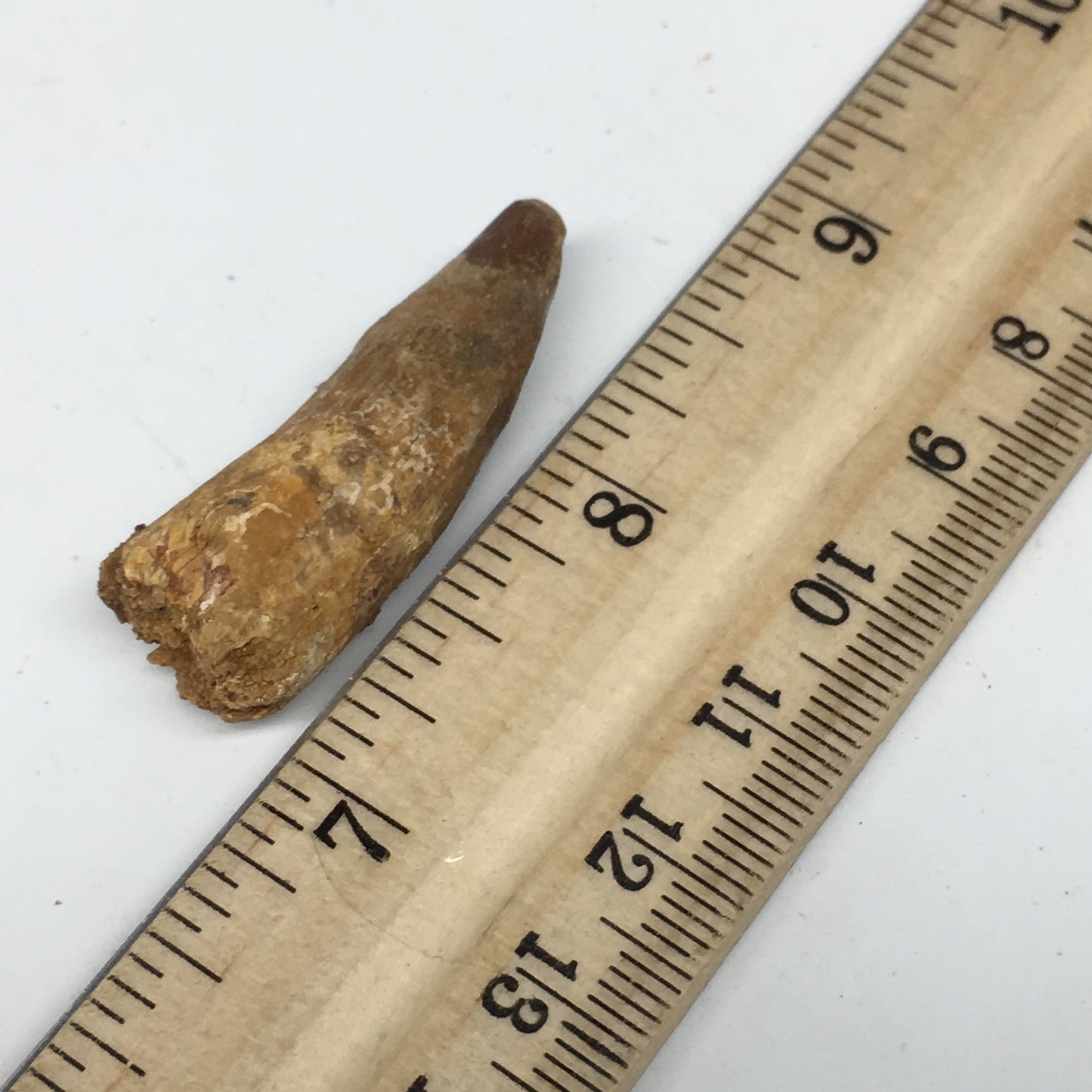 6.5g,1.5"X 0.6"x 0.5" Rare Natural Small Fossils Spinosaurus Tooth @Morocco,F214