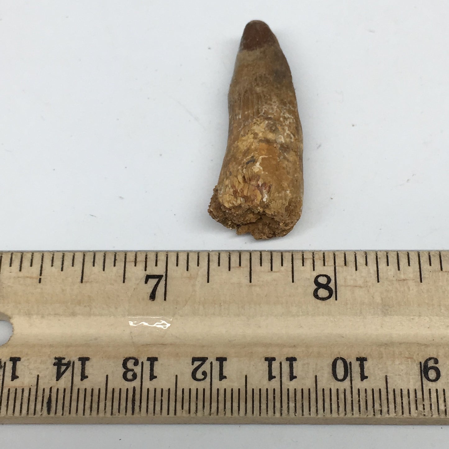 6.5g,1.5"X 0.6"x 0.5" Rare Natural Small Fossils Spinosaurus Tooth @Morocco,F214