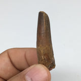 8.5g,1.6"X 0.6"x 0.5" Rare Natural Small Fossils Spinosaurus Tooth @Morocco,F215