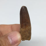 8.5g,1.6"X 0.6"x 0.5" Rare Natural Small Fossils Spinosaurus Tooth @Morocco,F215