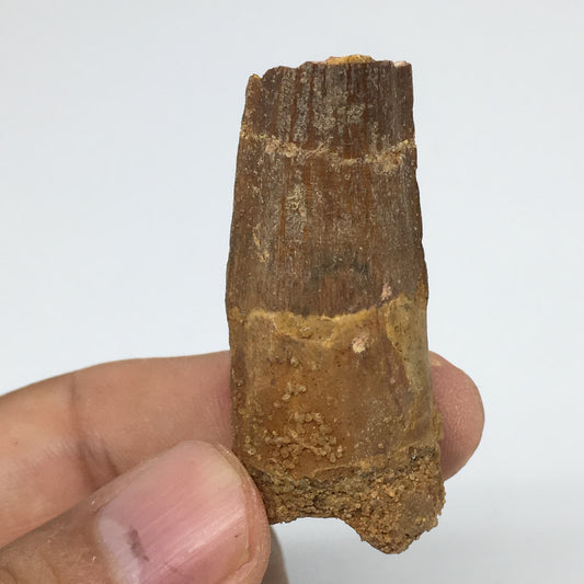 13.5g,1.8"X 0.8"x 0.6" Rare Natural Small Fossils Spinosaurus Tooth @Morocco,F21