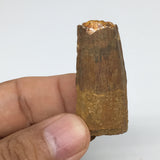 13.5g,1.8"X 0.8"x 0.6" Rare Natural Small Fossils Spinosaurus Tooth @Morocco,F21