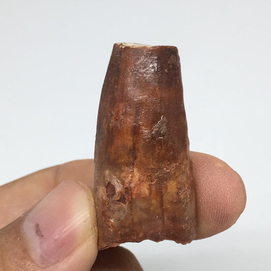 10.8g,1.4"X 0.6"x 0.7" Rare Natural Small Fossils Spinosaurus Tooth @Morocco,F22