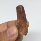 10.8g,1.4"X 0.6"x 0.7" Rare Natural Small Fossils Spinosaurus Tooth @Morocco,F22