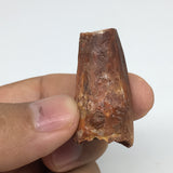 10.8g,1.4"X 0.6"x 0.7" Rare Natural Small Fossils Spinosaurus Tooth @Morocco,F22